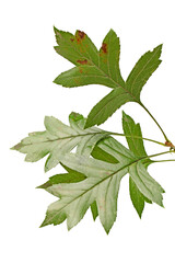 Oak leaves isolated against a white background (Quercus robur)