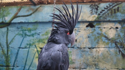 King Cockatoo or palm cockatoo (Probosciger aterrimus) © Akram