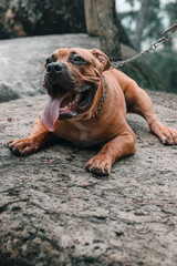 dog on the beach