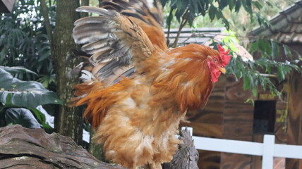 rooster in the farm