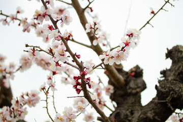 梅の花