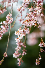 公園の枝垂れ桜