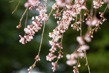 公園の枝垂れ桜
