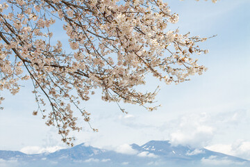 山と桜