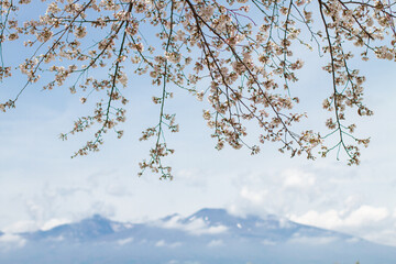 山と桜