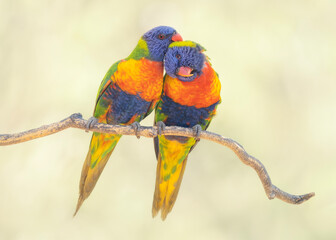 A pair of rainbow lorikeets (Trichoglossus moluccanus) grooming each other while perched on a branch