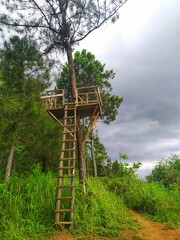Tree house in pine tree