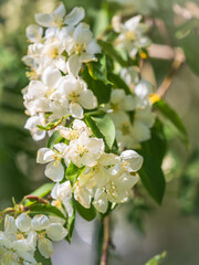 White blossoming apple trees. White apple tree flowers