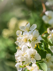 White blossoming apple trees. White apple tree flowers