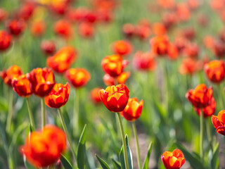 Colorful red tulips blossom in spring garden