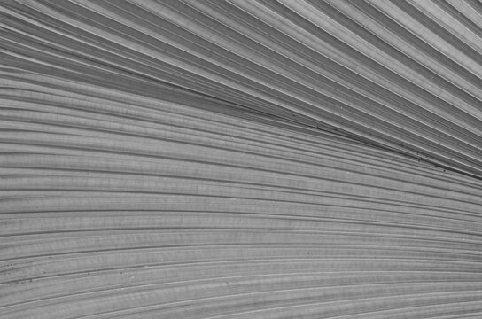Black and white image of palm leaf texture