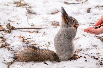 Squirrel eats nuts from a man's hand. Caring for animals in winter or autumn.