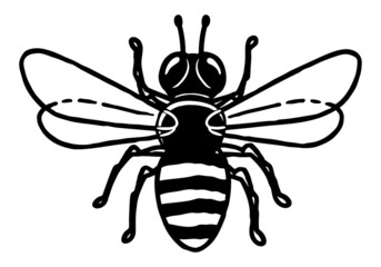Honey bee hand-drawn black and white illustration