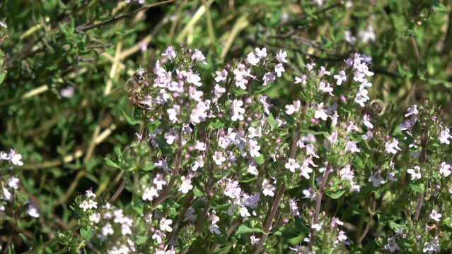 Wild thyme Thymus serpyllum and bees in garden