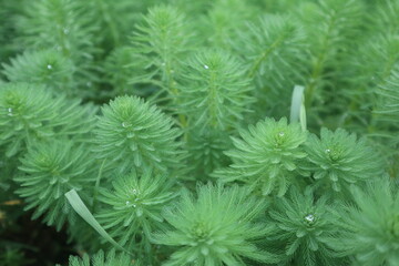 aquatic plants of Cabomba caroliniana blooming in spring design for green background and healthy lifestyle