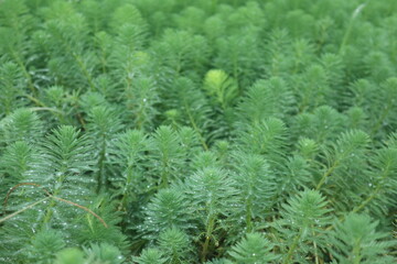 aquatic plants of Cabomba caroliniana blooming in spring design for green background and healthy lifestyle