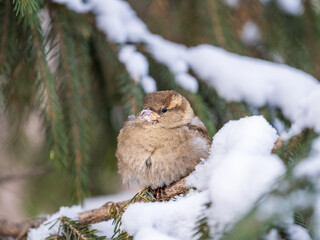 Sparrow sits on a fir branch with snow in winter