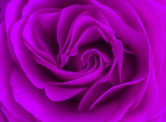 close-up of a purple rose 