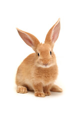 Baby of orange rabbit on white background