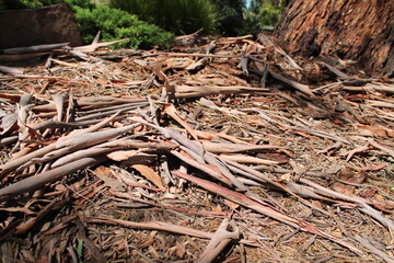 Tree Bark