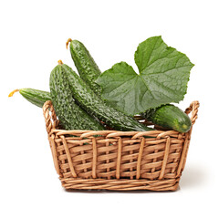 Green cucumber on the white background