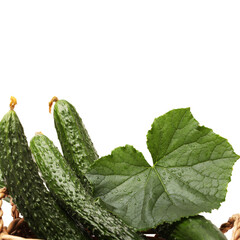 cucumber with leaves