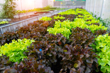 The red and green Batavia lettuce  vegetables with sprinkler system in the organic greenhouse farm and sunlight background