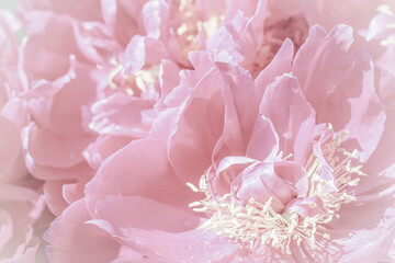 Soft focus, abstract floral background, pale pink peony flower petals