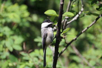 Chickadee On A Branch, Whitemud Park, Edmonton, Alberta