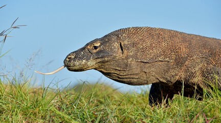 Portrait of the Komodo dragon ( Varanus komodoensis ) is the biggest living lizard in the world.  On island Rinca. Indonesia.
