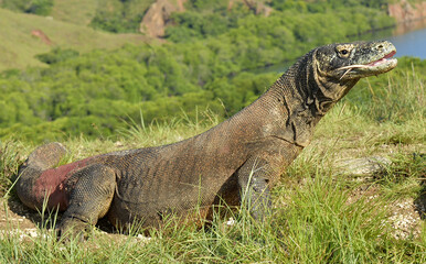 The Komodo dragon ( Varanus komodoensis ) raised the head and opened a mouth. It is the biggest living lizard in the world. Island Rinca. Indonesia.
