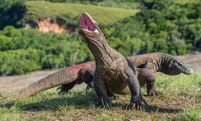 The Komodo dragon ( Varanus komodoensis ) raised the head and opened a mouth. It is the biggest living lizard in the world. Island Rinca. Indonesia.
