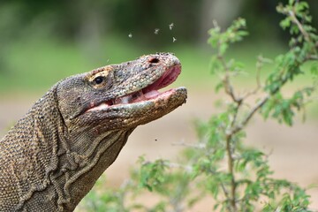 --Komodo dragon ( Varanus komodoensis ) with the  forked tongue sniff air. Biggest in the world living lizard in natural habitat. Island Rinca. Indonesia.