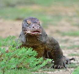 --Komodo dragon ( Varanus komodoensis ) with the  forked tongue sniff air. Biggest in the world living lizard in natural habitat. Island Rinca. Indonesia.
