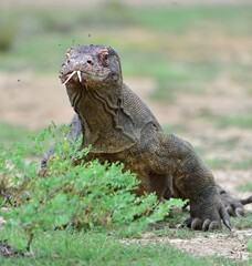 Komodo dragon ( Varanus komodoensis ) with the  forked tongue sniff air. Biggest in the world living lizard in natural habitat. Island Rinca. Indonesia.