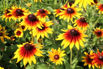 Summer In The Garden