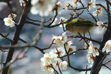満開の白梅の白い花と梅の蜜を吸うメジロ