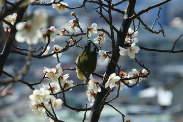 満開の白梅の白い花とメジロの後ろ姿