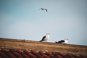 Seagulls sitting on urban roof