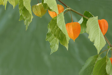 Physalis Fruit On Tree