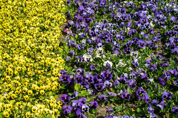 Obraz premium Yellow and purple Viola's planted in rows