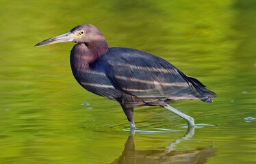 Little Blue Heron (Egretta caerulea) is fishing,