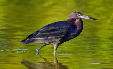 Little Blue Heron (Egretta caerulea) is fishing,