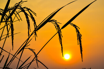 Silhouette view of the paddy plants against the sunset in summer season.