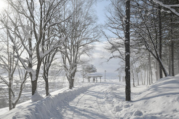 Naklejka premium snow covered trees