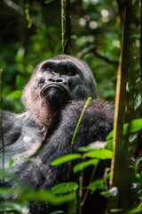 Portrait of a western lowland gorilla (Gorilla gorilla gorilla) close up at a short distance....