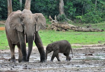 The elephant calf  with  elephant cow The African Forest Elephant, Loxodonta africana cyclotis. At the Dzanga saline (a forest clearing) Central African Republic, Dzanga Sangha