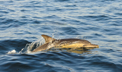 Fototapeta premium Dolphin, swimming in the ocean and hunting for fish.. The jumpi