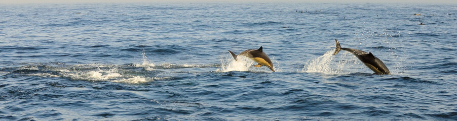 Naklejka premium Group of dolphins, swimming in the ocean and hunting for fish.