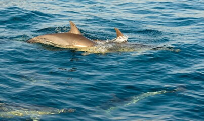 Group of dolphins, swimming in the ocean  and hunting for fish.